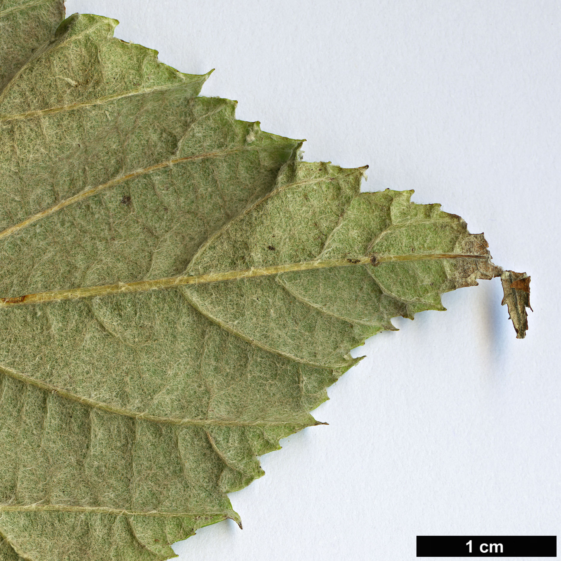 High resolution image: Family: Rosaceae - Genus: Sorbus - Taxon: vestita