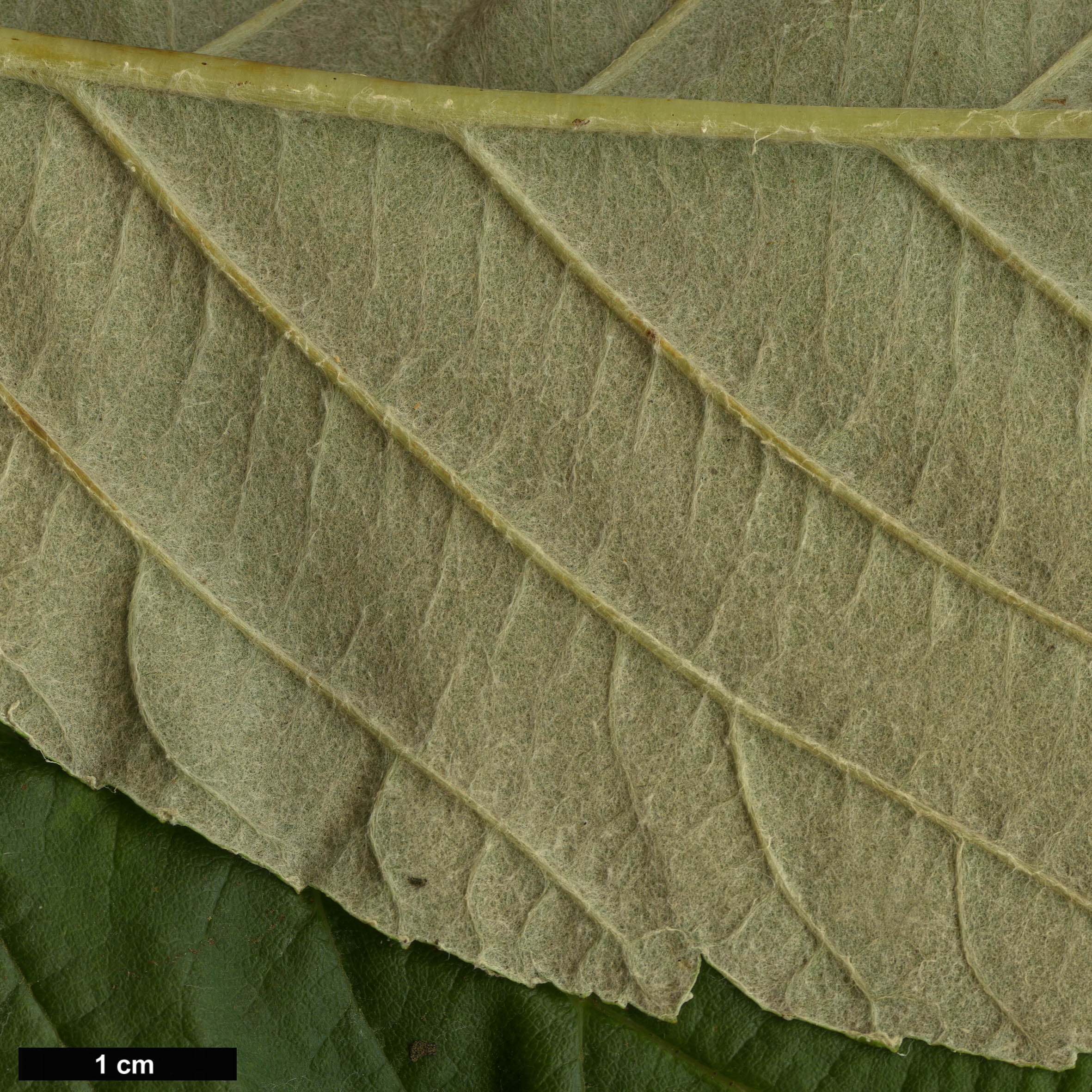 High resolution image: Family: Rosaceae - Genus: Sorbus - Taxon: vestita