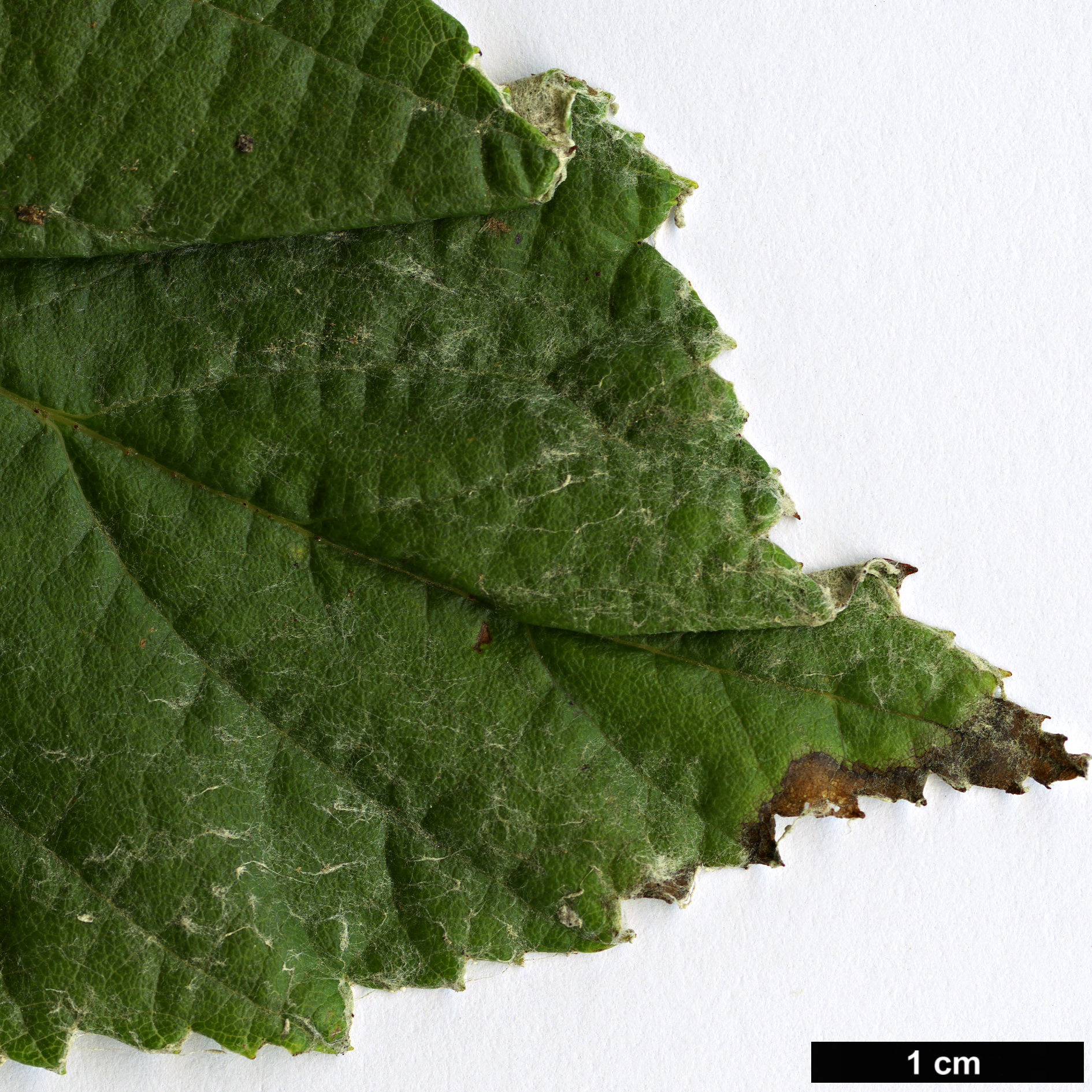 High resolution image: Family: Rosaceae - Genus: Sorbus - Taxon: vestita