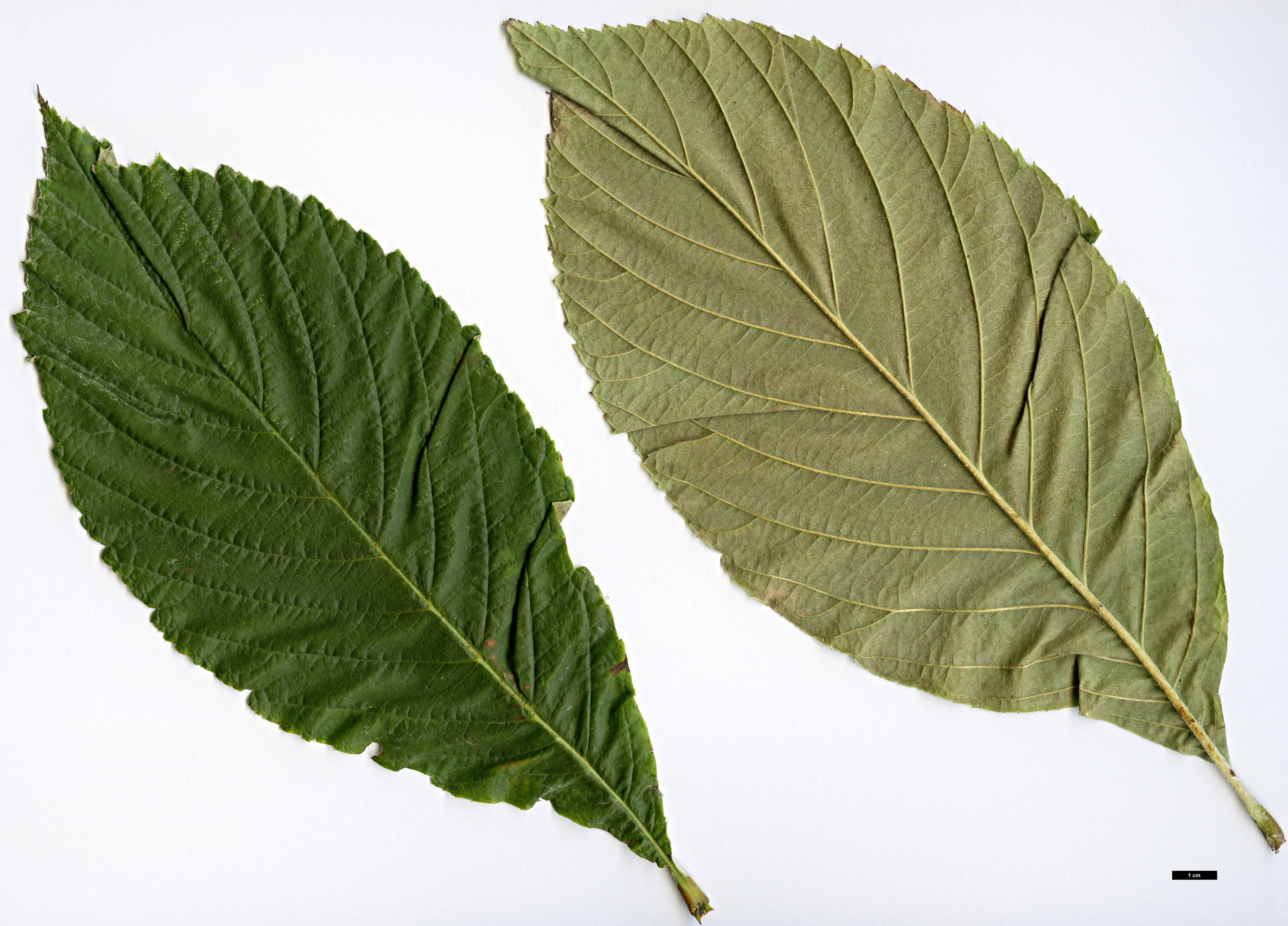 High resolution image: Family: Rosaceae - Genus: Sorbus - Taxon: vestita