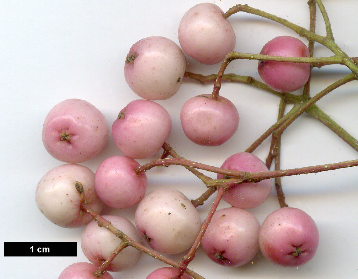 High resolution image: Family: Rosaceae - Genus: Sorbus - Taxon: vilmorinii