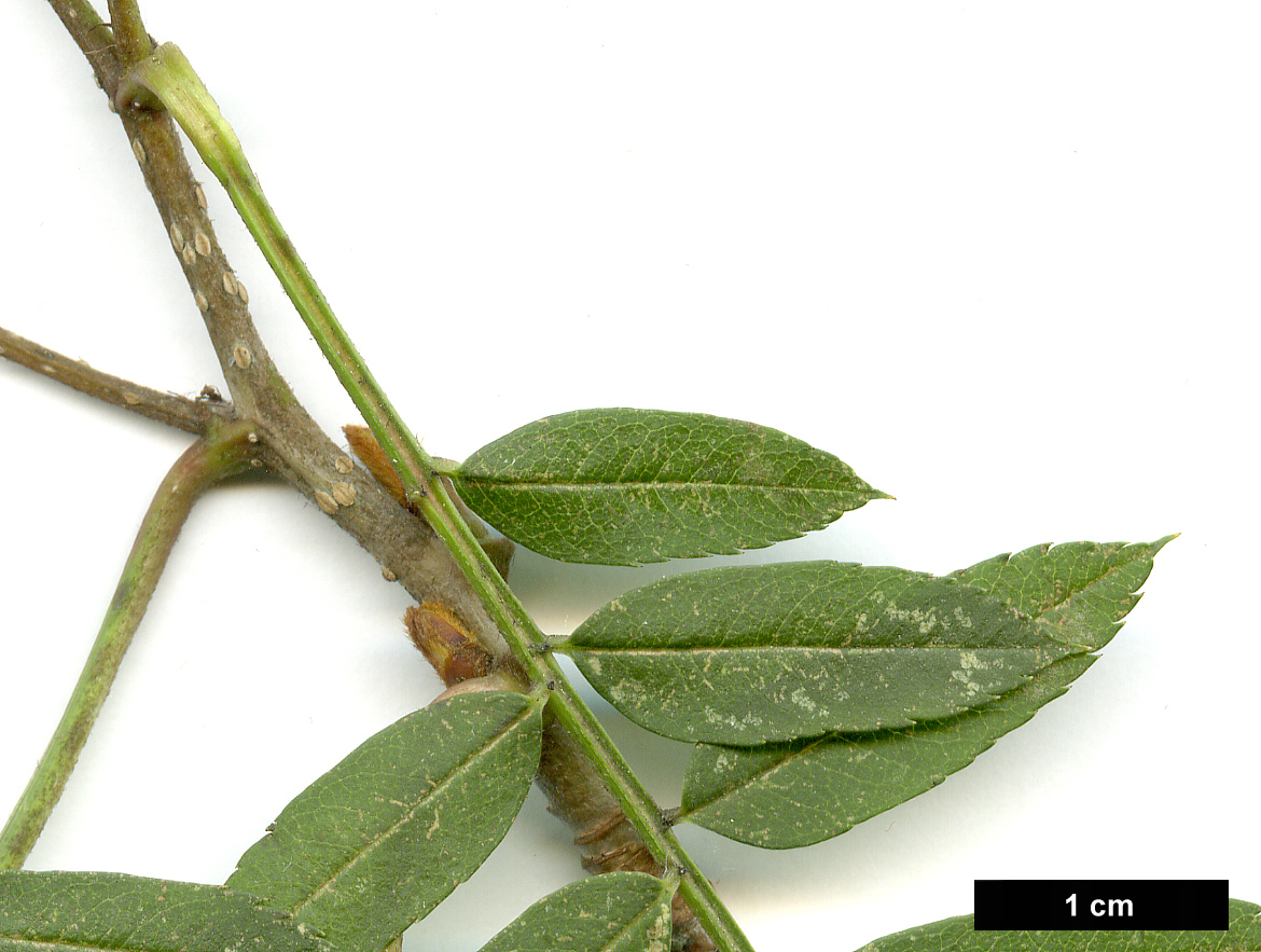 High resolution image: Family: Rosaceae - Genus: Sorbus - Taxon: vilmorinii