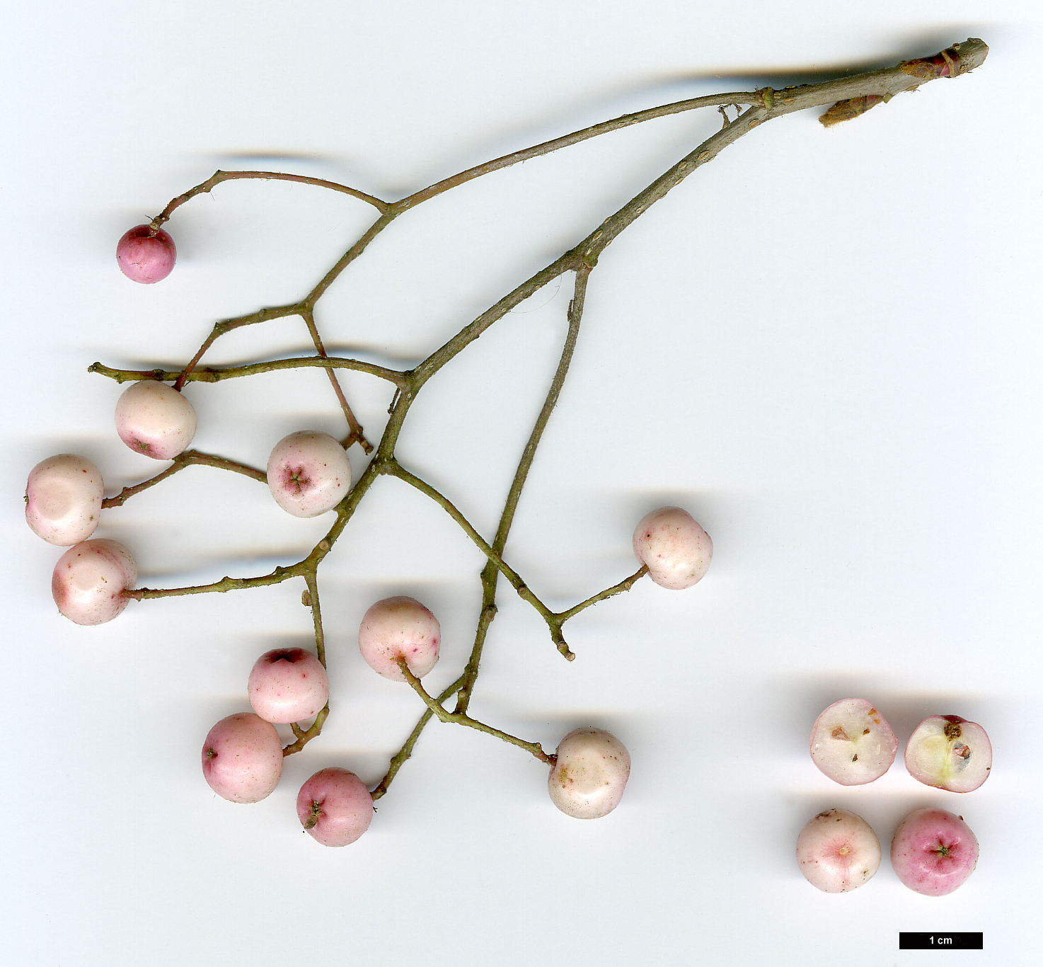 High resolution image: Family: Rosaceae - Genus: Sorbus - Taxon: vilmorinii