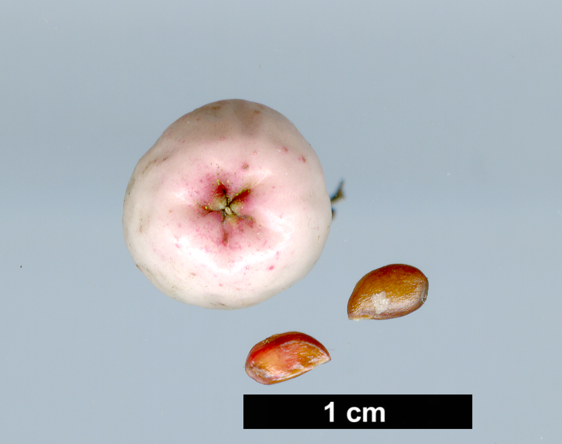 High resolution image: Family: Rosaceae - Genus: Sorbus - Taxon: vilmorinii