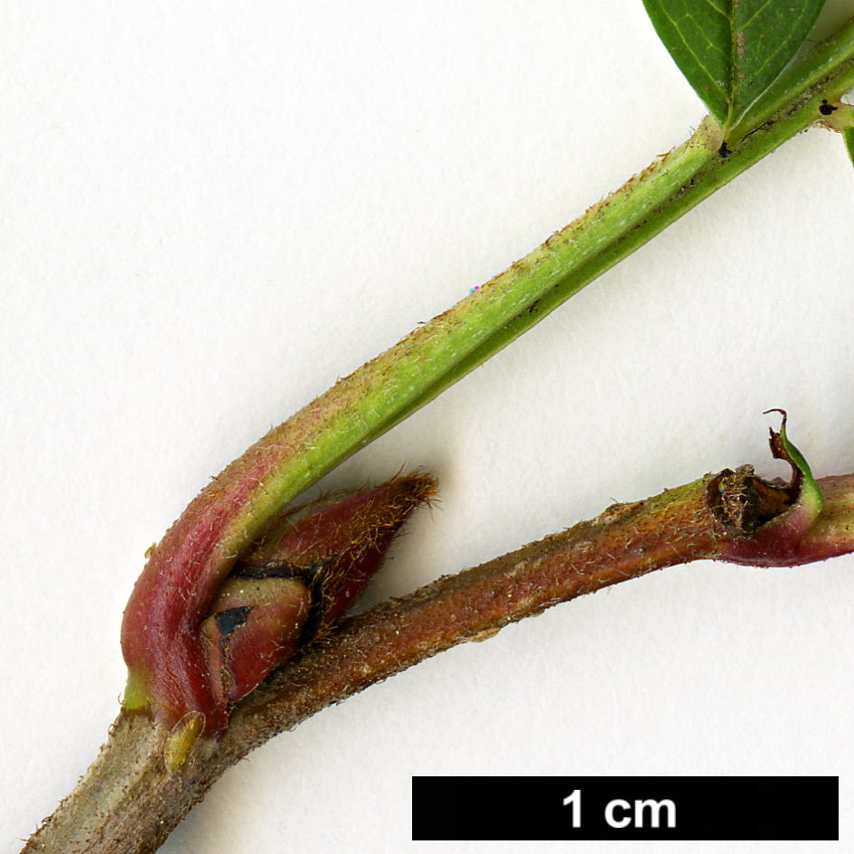 High resolution image: Family: Rosaceae - Genus: Sorbus - Taxon: vilmorinii