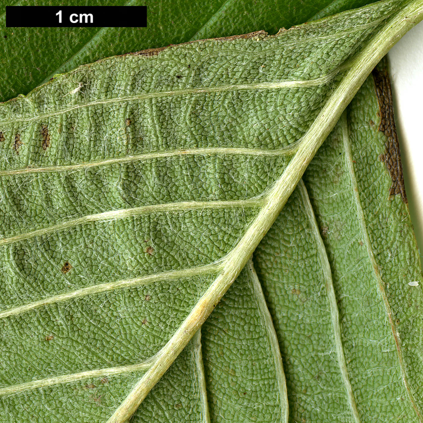 High resolution image: Family: Rosaceae - Genus: Sorbus - Taxon: wardii