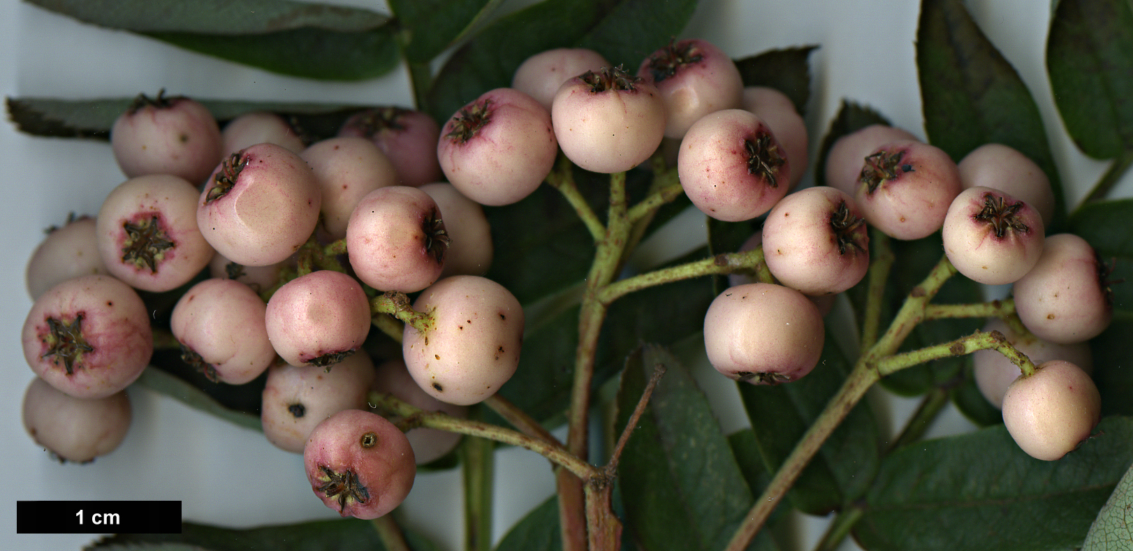 High resolution image: Family: Rosaceae - Genus: Sorbus - Taxon: zayuensis