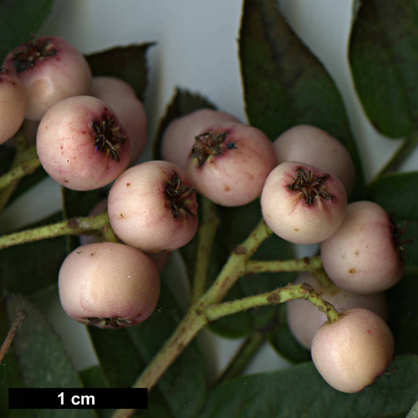 High resolution image: Family: Rosaceae - Genus: Sorbus - Taxon: zayuensis