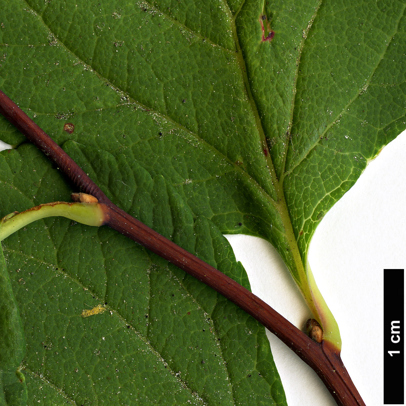 High resolution image: Family: Rosaceae - Genus: Spiraea - Taxon: betulifolia