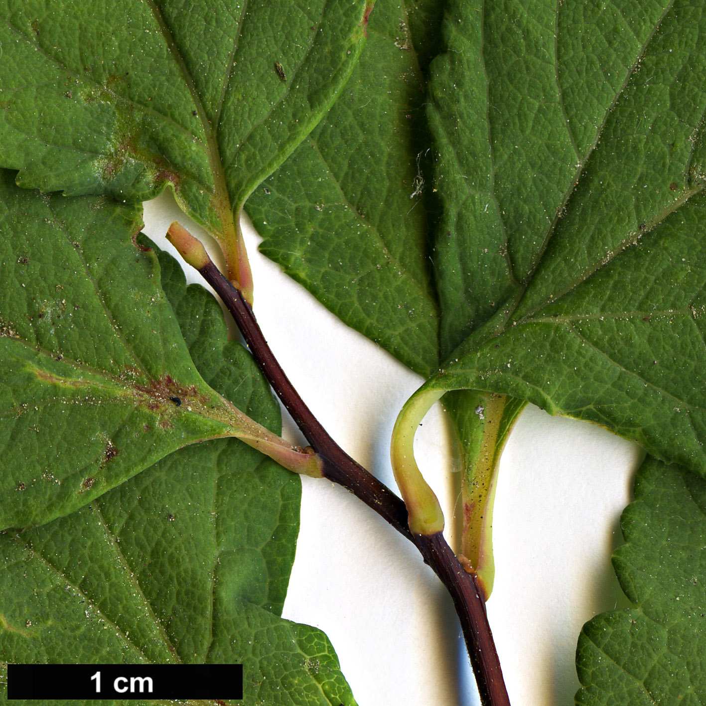 High resolution image: Family: Rosaceae - Genus: Spiraea - Taxon: betulifolia