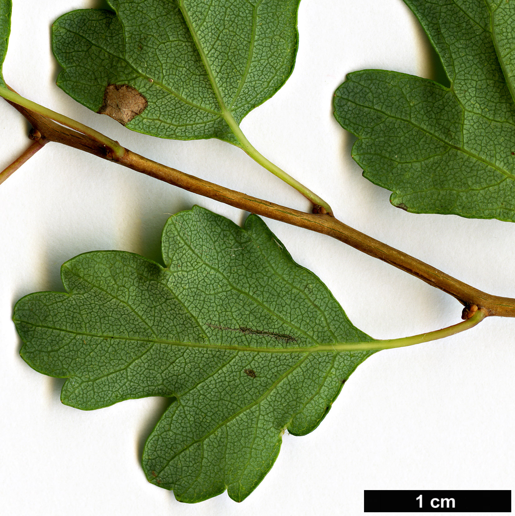 High resolution image: Family: Rosaceae - Genus: Spiraea - Taxon: trilobata