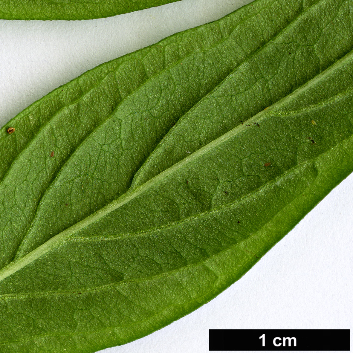 High resolution image: Family: Rubiaceae - Genus: Bouvardia - Taxon: ternifolia