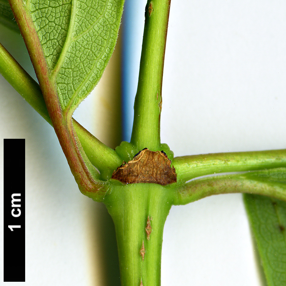 High resolution image: Family: Rubiaceae - Genus: Cephalanthus - Taxon: occidentalis