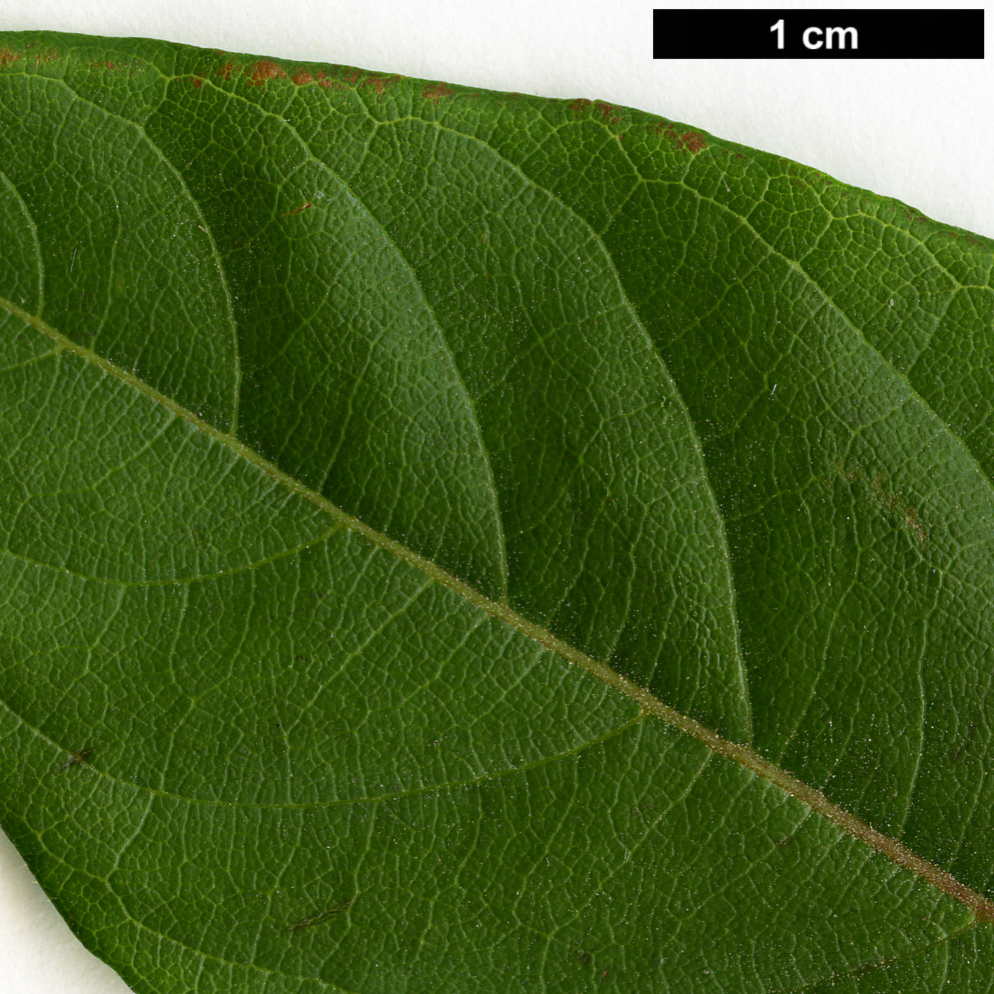 High resolution image: Family: Rubiaceae - Genus: Cephalanthus - Taxon: occidentalis