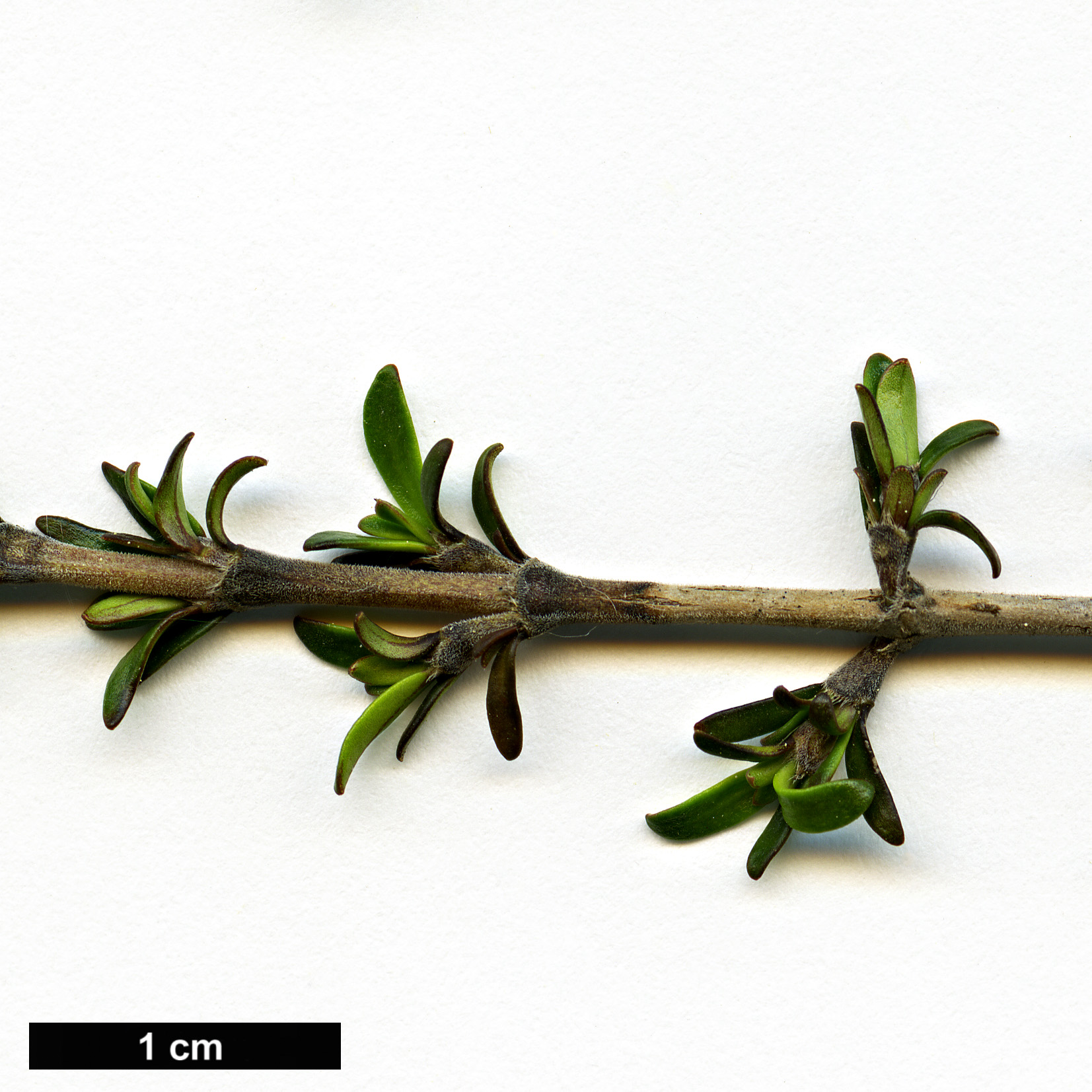 High resolution image: Family: Rubiaceae - Genus: Coprosma - Taxon: cheesemanii