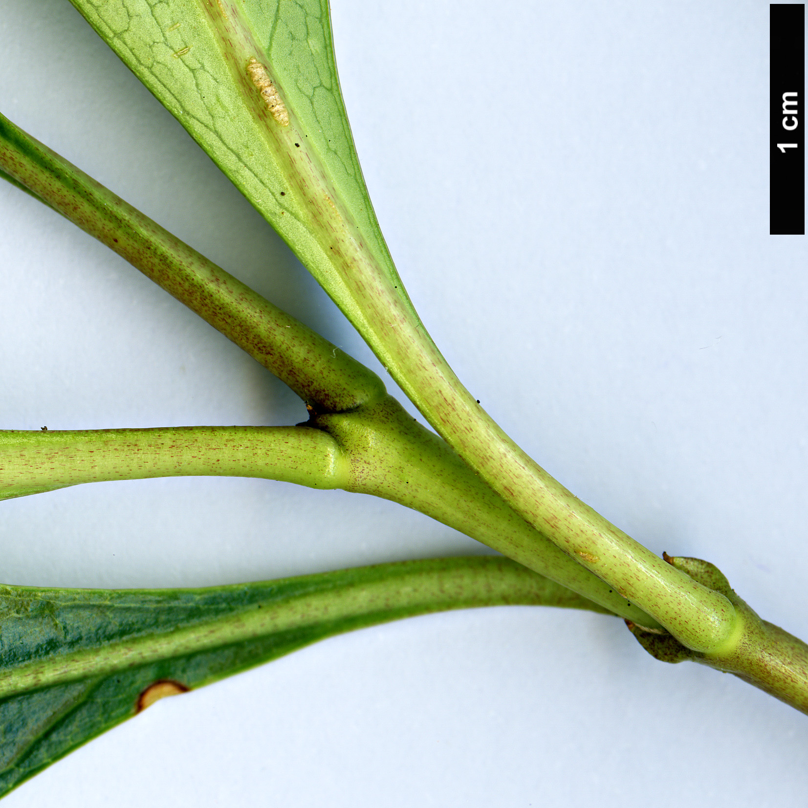 High resolution image: Family: Rubiaceae - Genus: Coprosma - Taxon: lucida