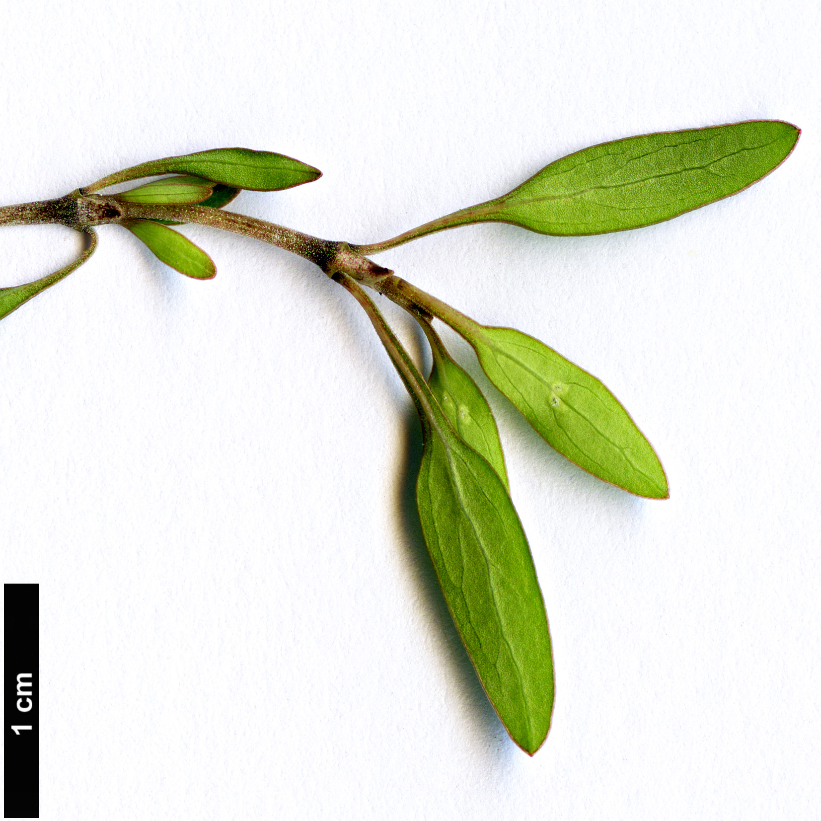 High resolution image: Family: Rubiaceae - Genus: Coprosma - Taxon: propinqua