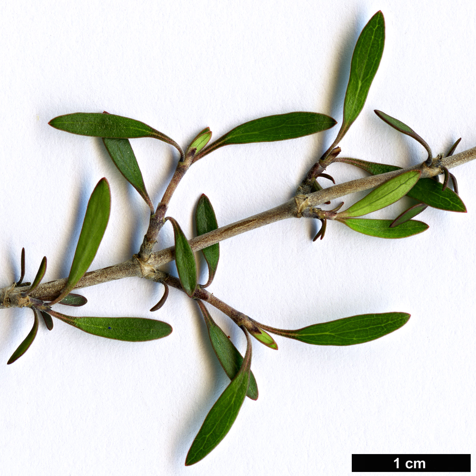 High resolution image: Family: Rubiaceae - Genus: Coprosma - Taxon: propinqua