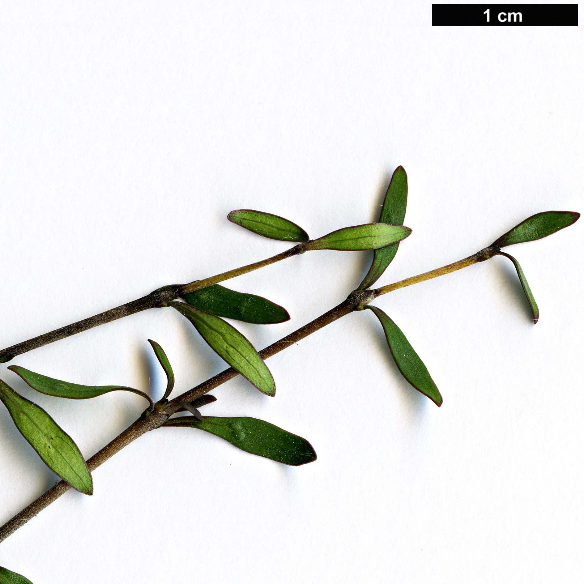 High resolution image: Family: Rubiaceae - Genus: Coprosma - Taxon: propinqua