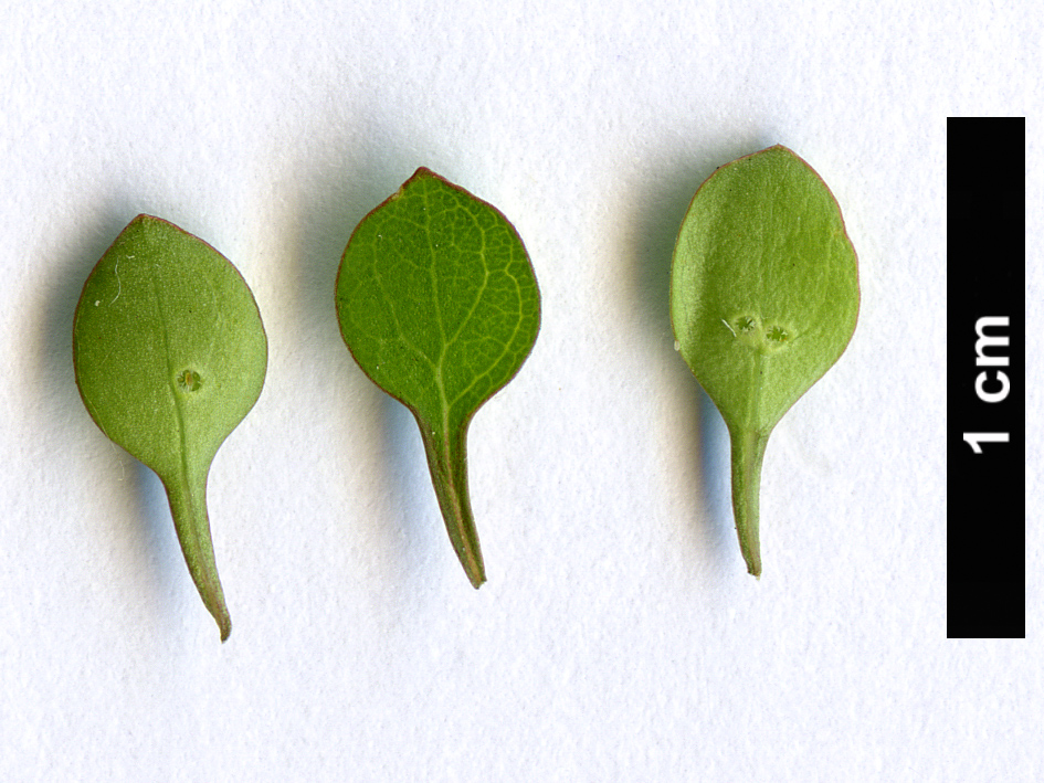 High resolution image: Family: Rubiaceae - Genus: Coprosma - Taxon: virescens