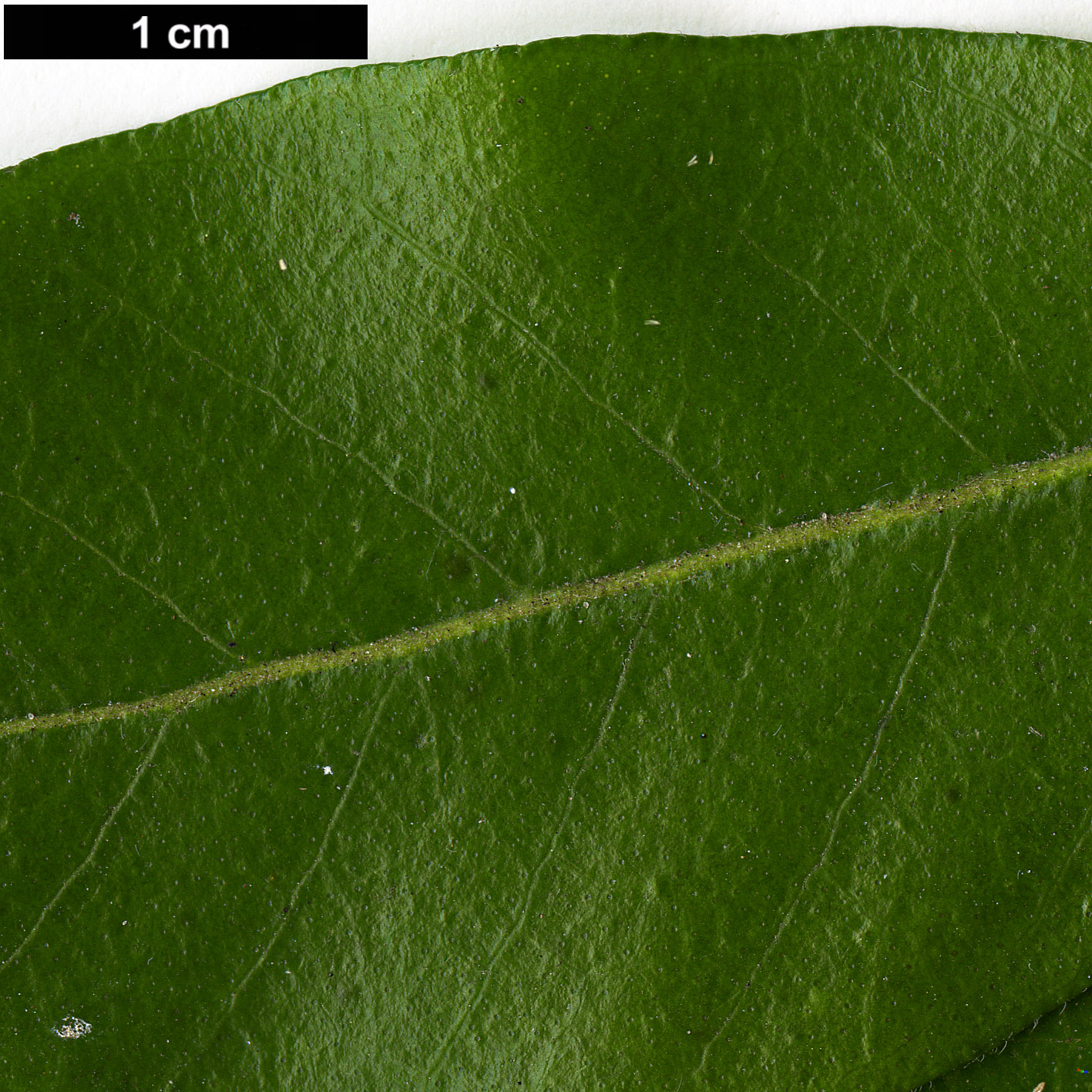 High resolution image: Family: Rutaceae - Genus: Choisya - Taxon: ternata