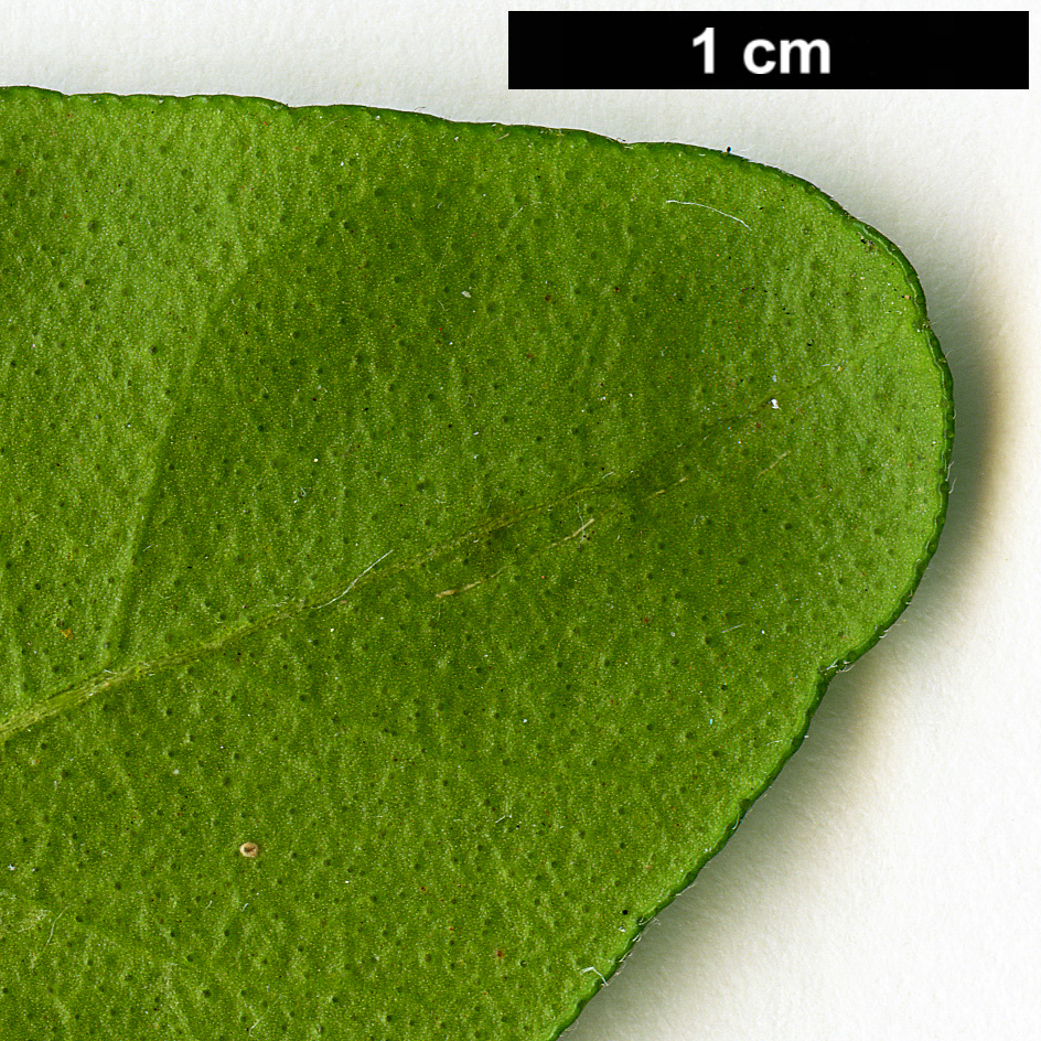 High resolution image: Family: Rutaceae - Genus: Choisya - Taxon: ternata