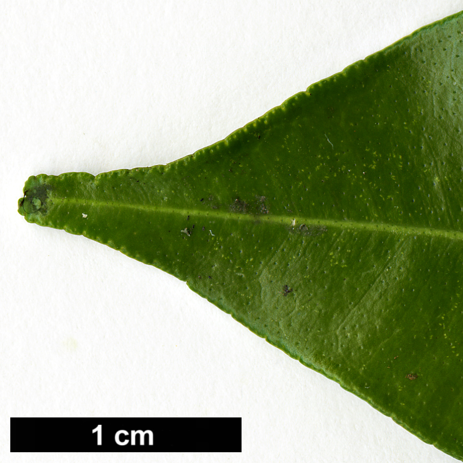 High resolution image: Family: Rutaceae - Genus: Citrus - Taxon: cavaleriei