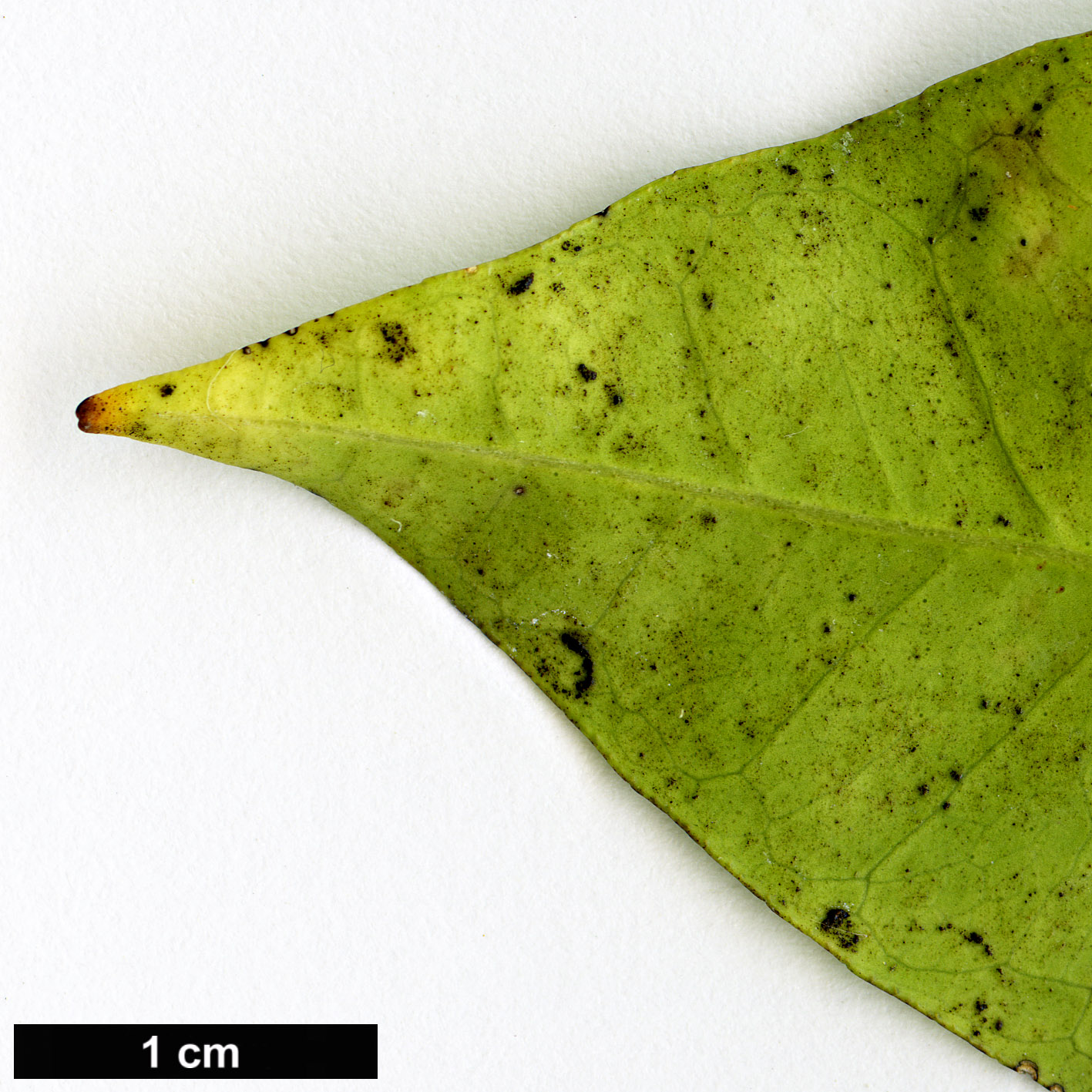 High resolution image: Family: Rutaceae - Genus: Citrus - Taxon: sinensis - SpeciesSub: ’Navelate’