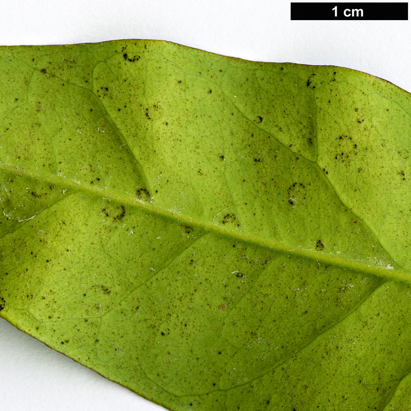 High resolution image: Family: Rutaceae - Genus: Citrus - Taxon: sinensis - SpeciesSub: ’Navelate’