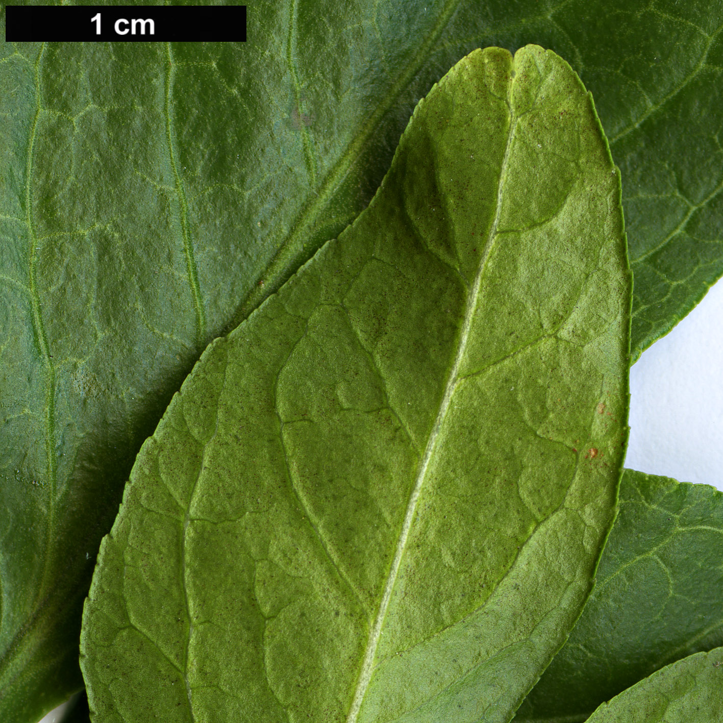 High resolution image: Family: Rutaceae - Genus: Citrus - Taxon: trifoliata