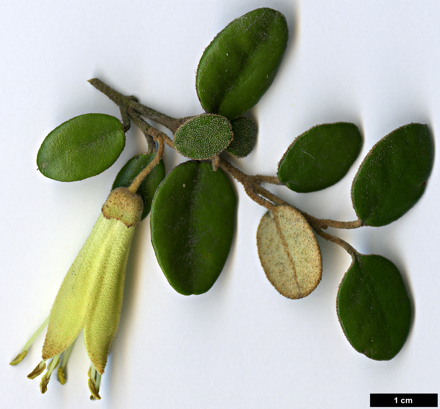 High resolution image: Family: Rutaceae - Genus: Correa - Taxon: backhouseana