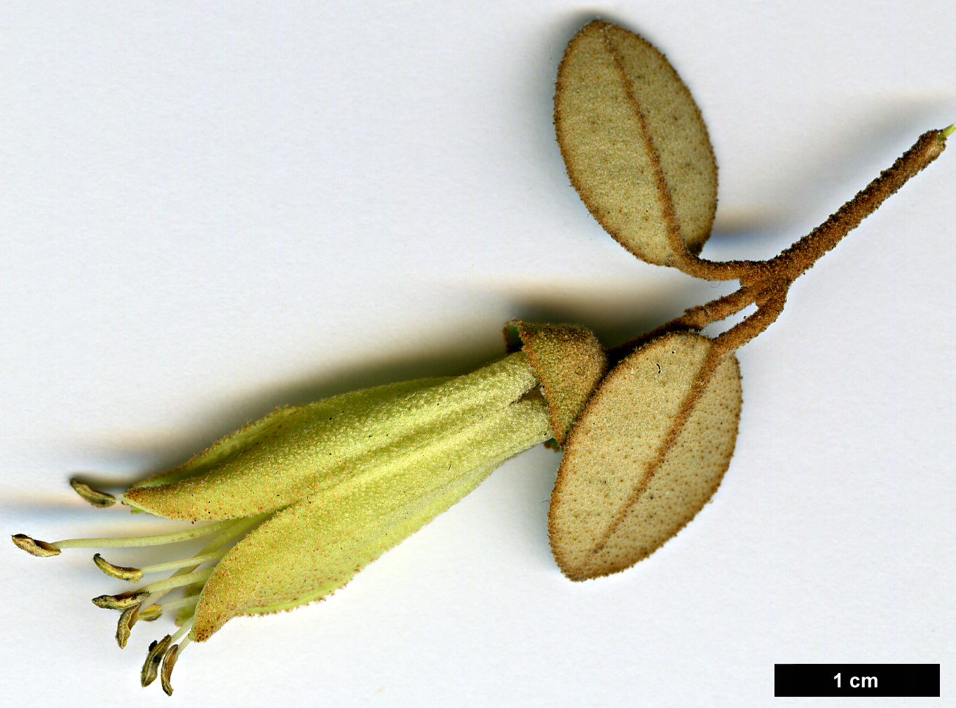 High resolution image: Family: Rutaceae - Genus: Correa - Taxon: backhouseana