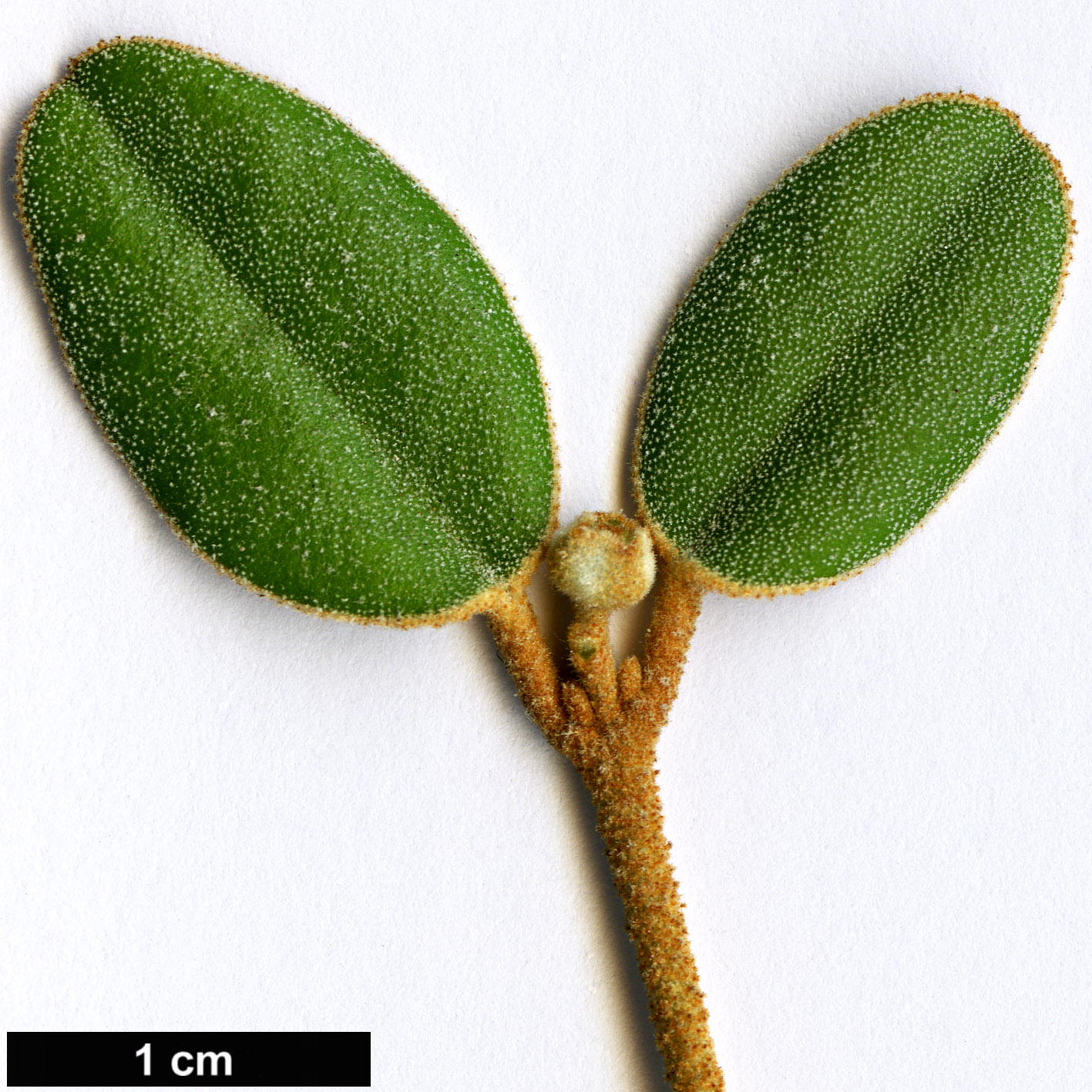 High resolution image: Family: Rutaceae - Genus: Correa - Taxon: backhouseana