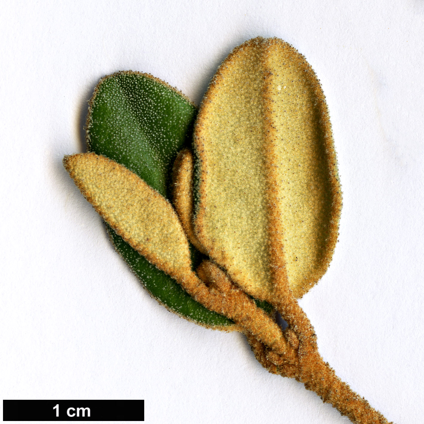 High resolution image: Family: Rutaceae - Genus: Correa - Taxon: backhouseana