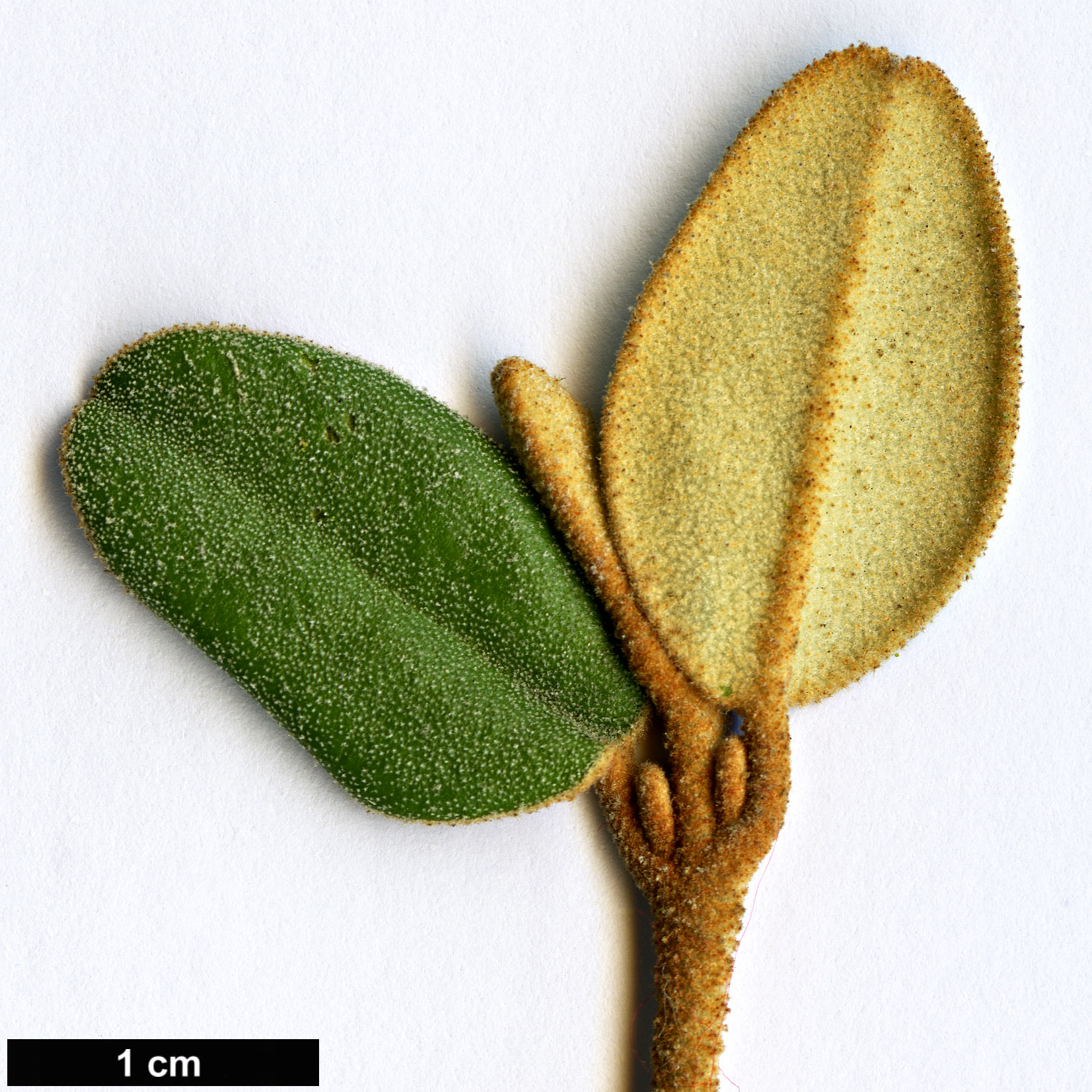 High resolution image: Family: Rutaceae - Genus: Correa - Taxon: backhouseana