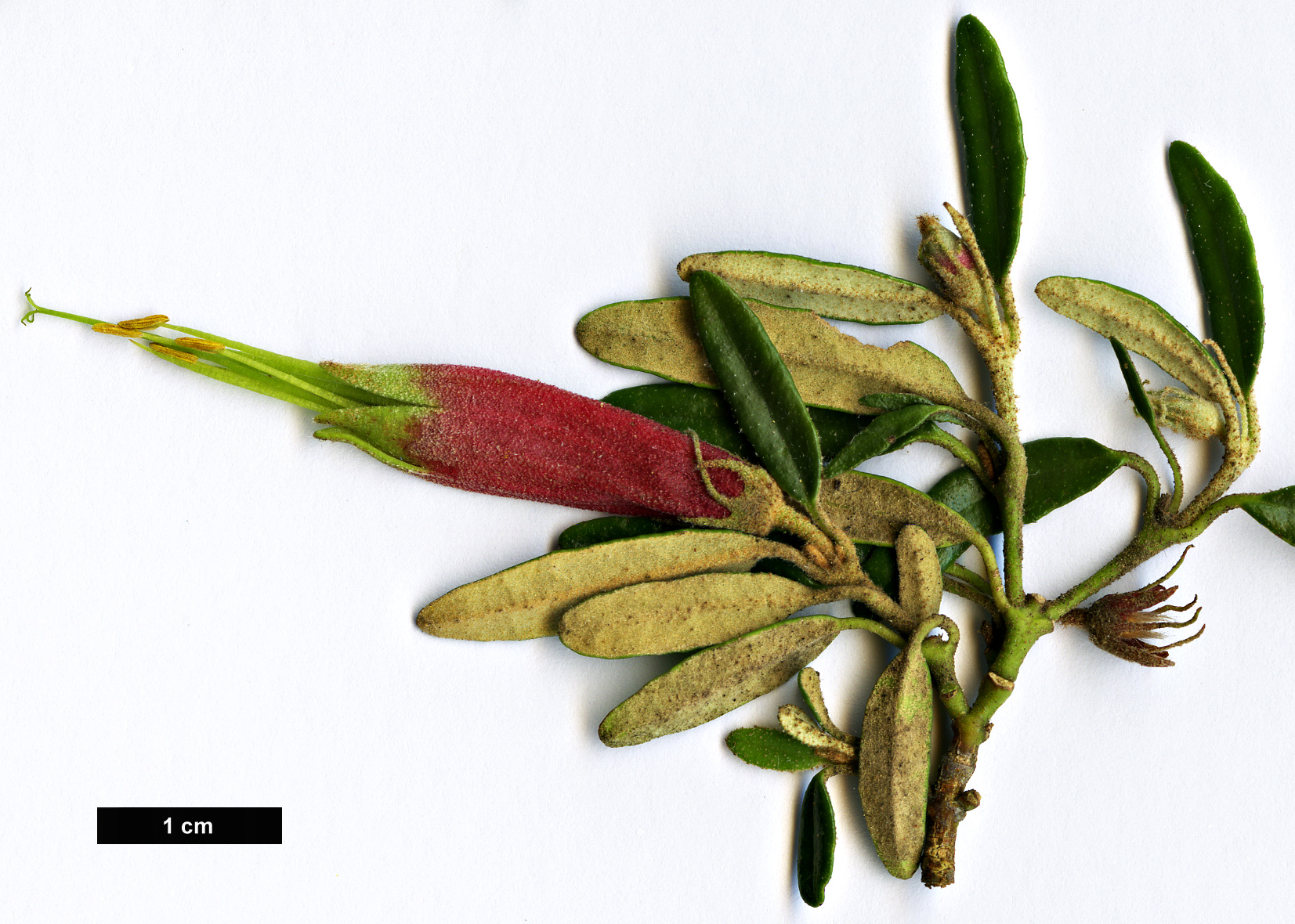 High resolution image: Family: Rutaceae - Genus: Correa - Taxon: decumbens