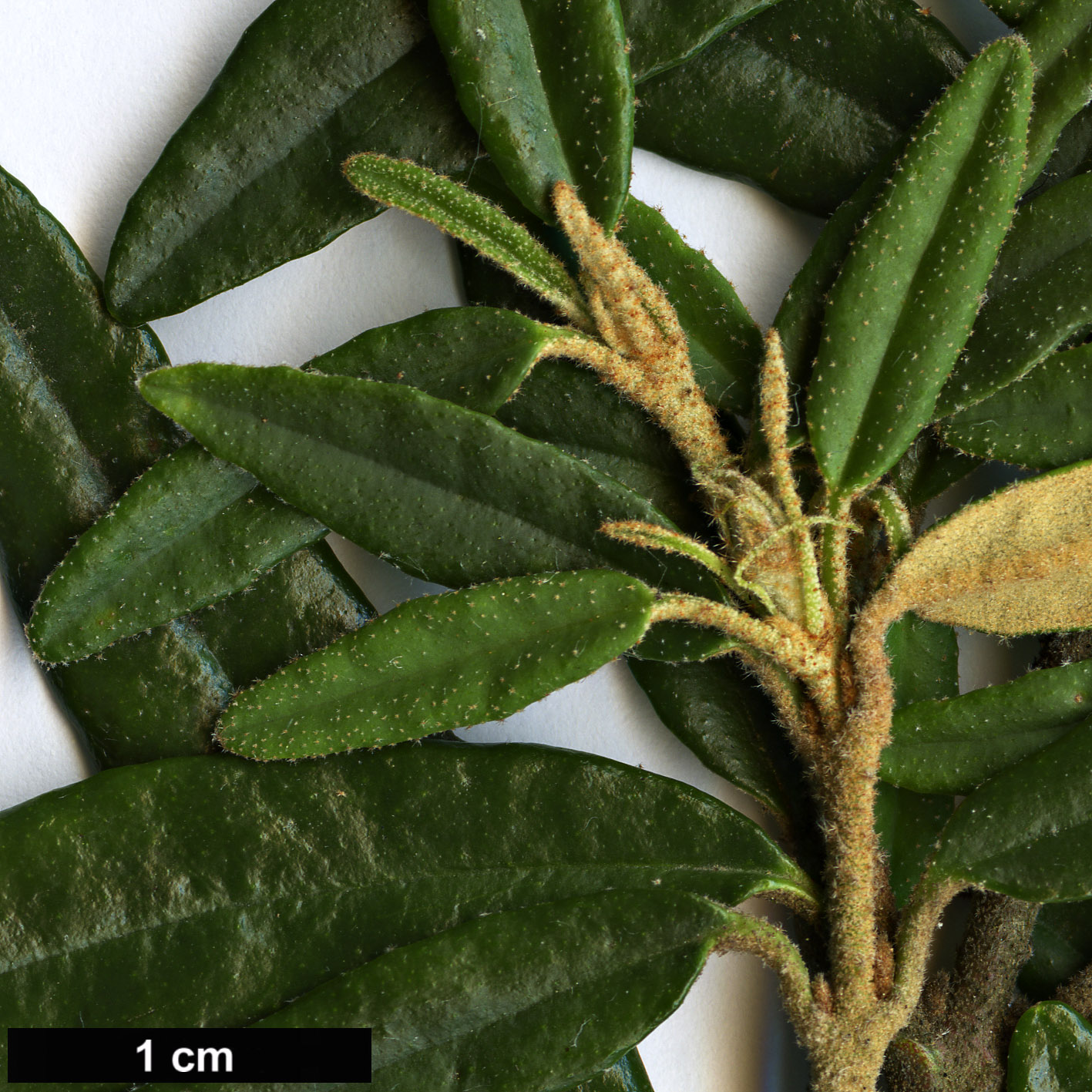 High resolution image: Family: Rutaceae - Genus: Correa - Taxon: decumbens