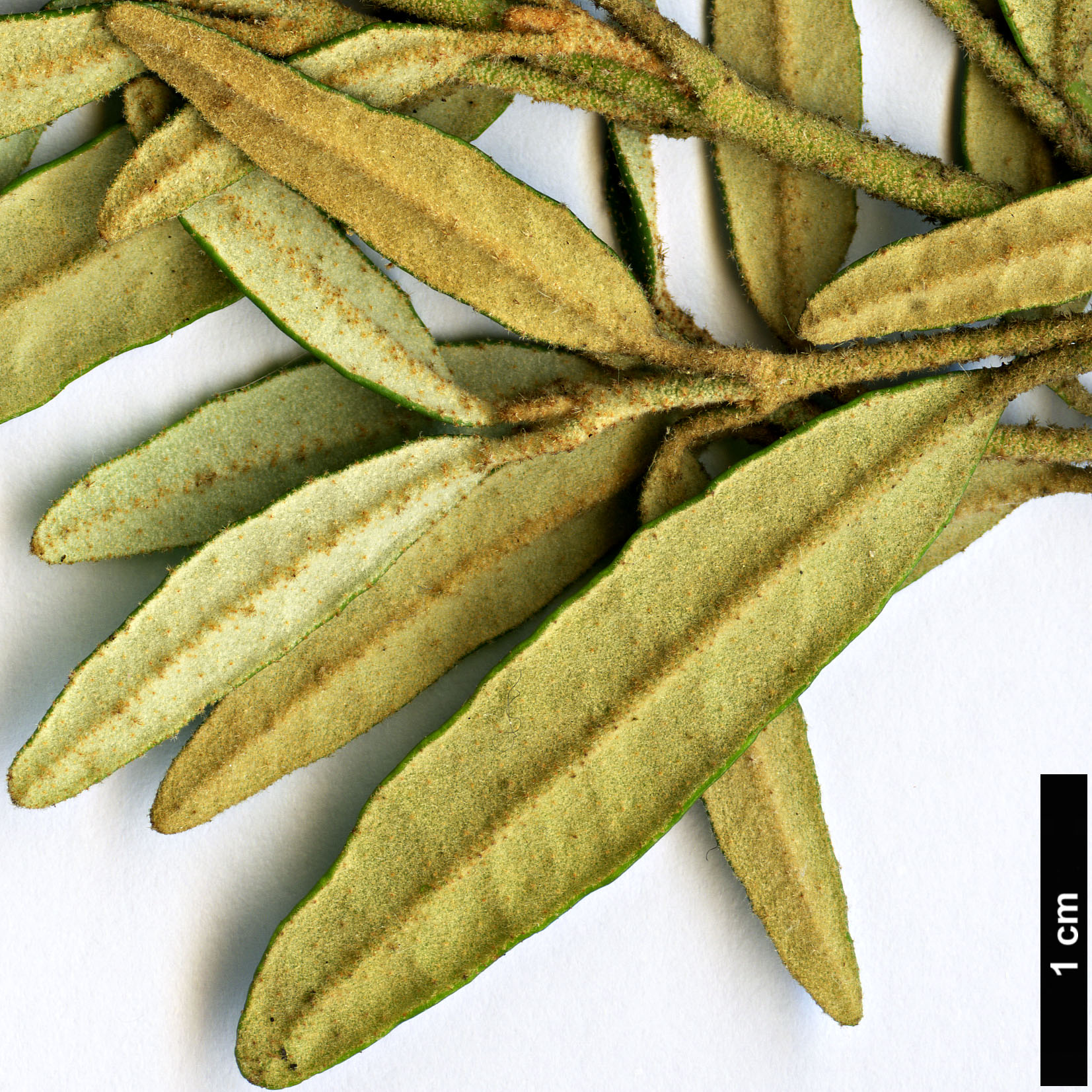 High resolution image: Family: Rutaceae - Genus: Correa - Taxon: decumbens