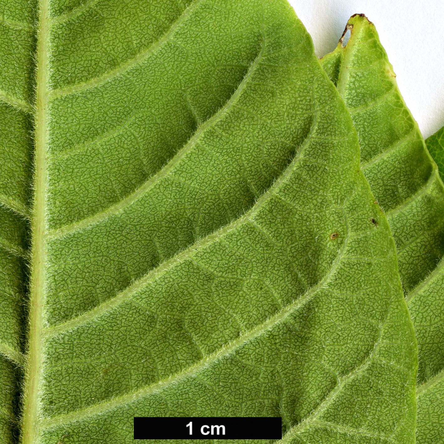 High resolution image: Family: Rutaceae - Genus: Phellodendron - Taxon: lavallei