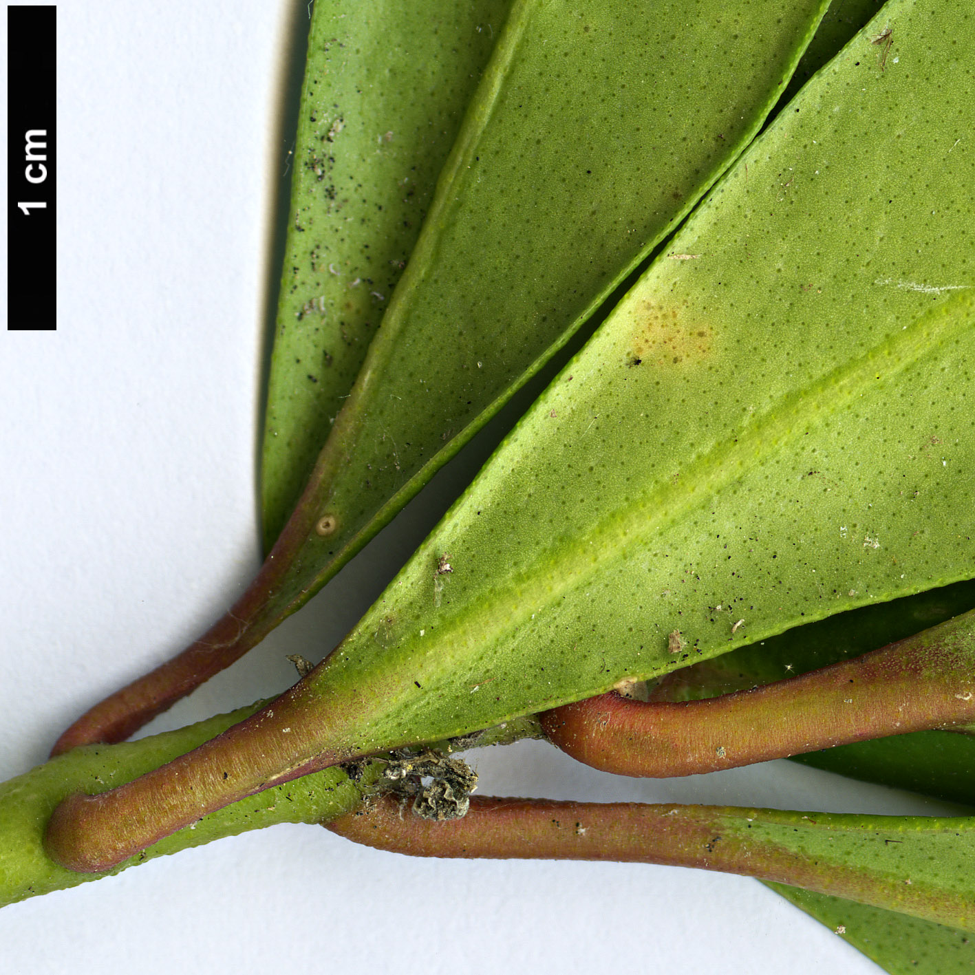 High resolution image: Family: Rutaceae - Genus: Skimmia - Taxon: reevesiana