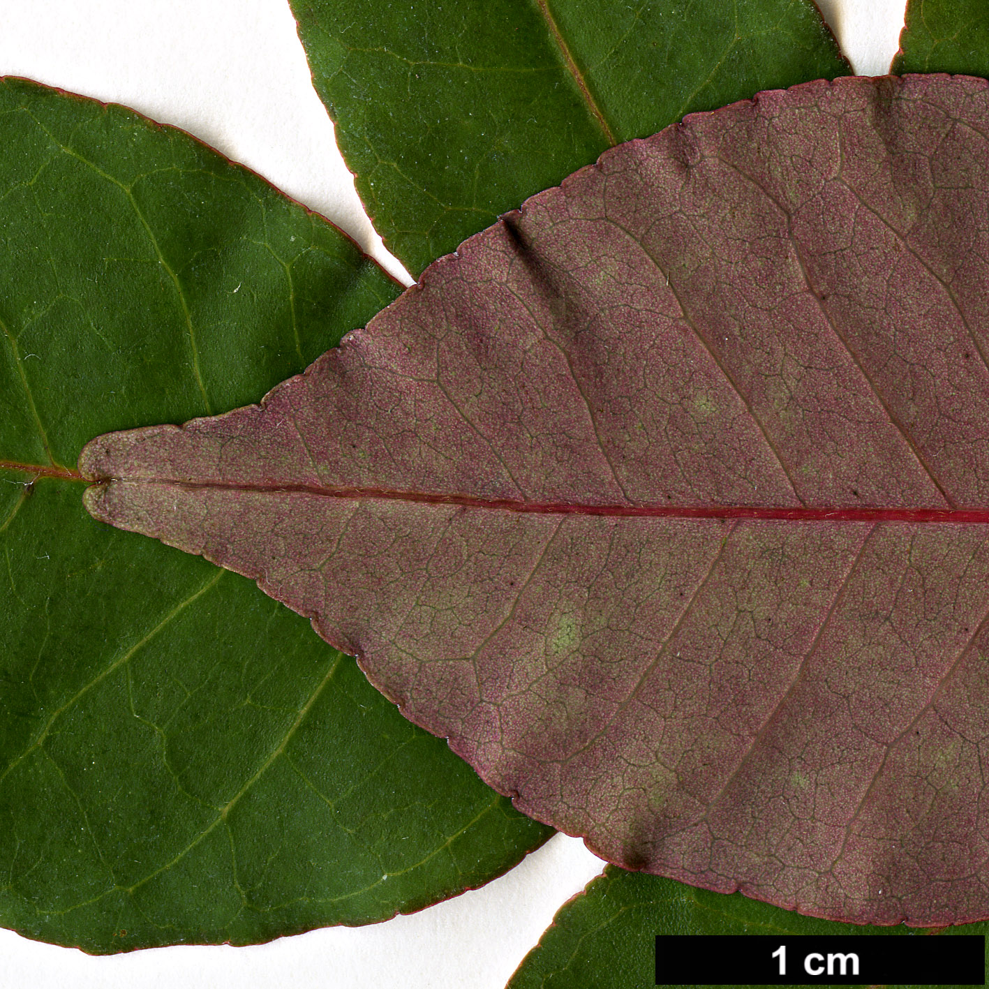 High resolution image: Family: Rutaceae - Genus: Tetradium - Taxon: glabrifolium