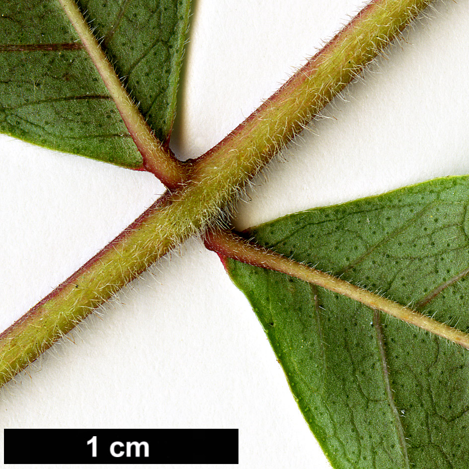 High resolution image: Family: Rutaceae - Genus: Tetradium - Taxon: ruticarpum