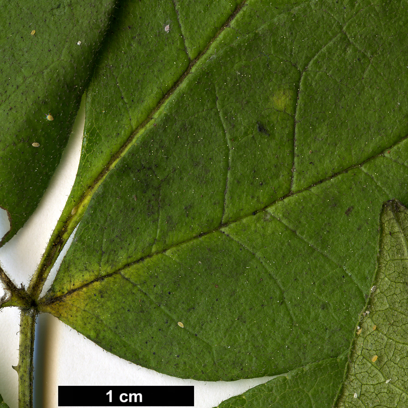 High resolution image: Family: Rutaceae - Genus: Zanthoxylum - Taxon: americanum