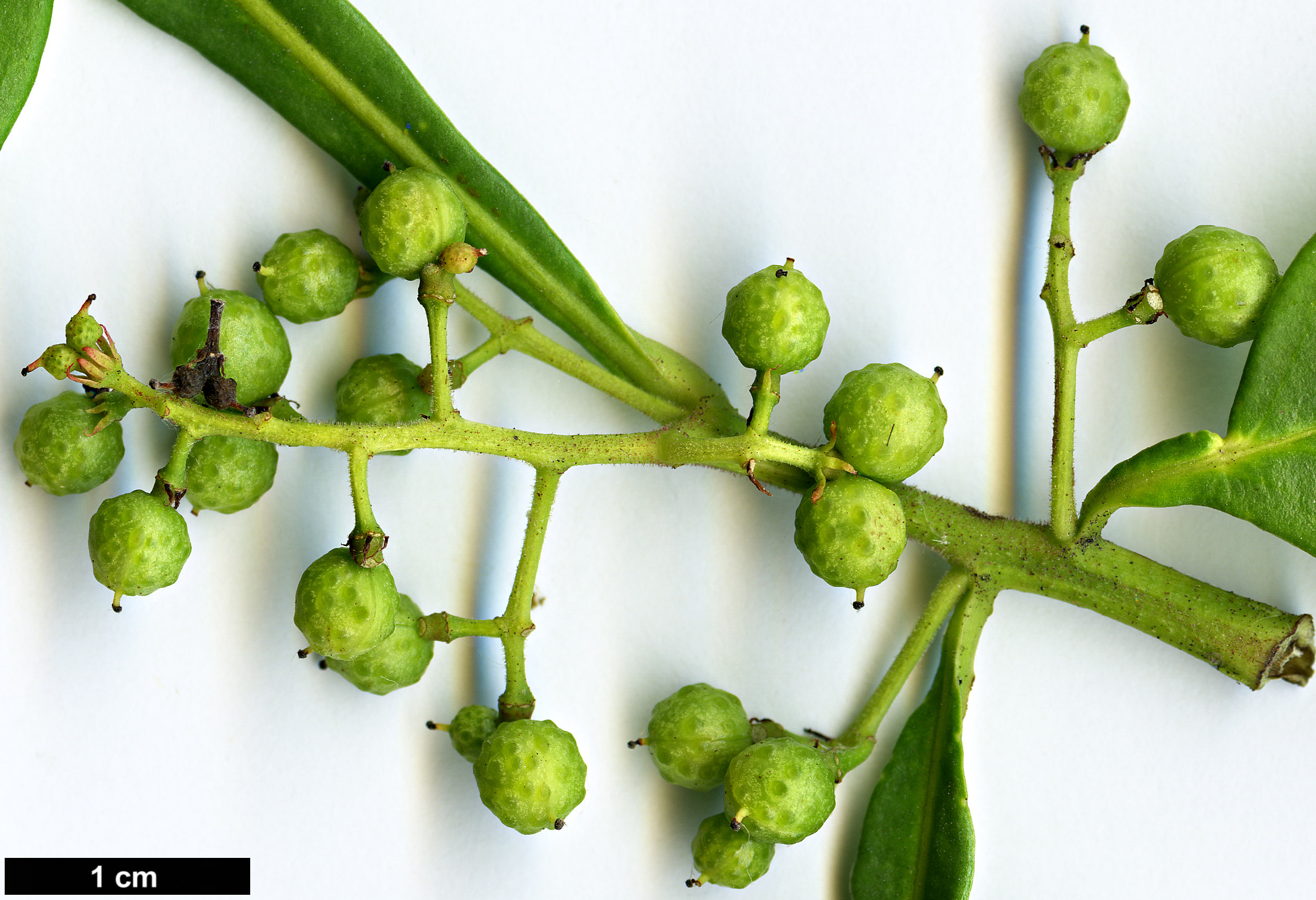 High resolution image: Family: Rutaceae - Genus: Zanthoxylum - Taxon: armatum