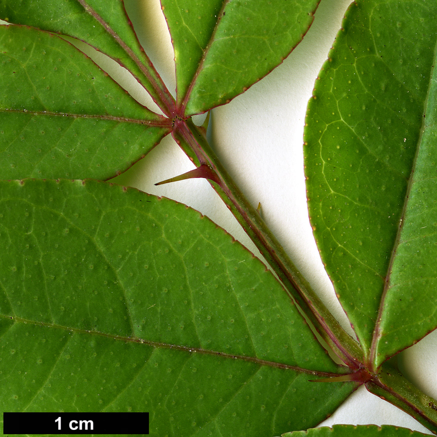 High resolution image: Family: Rutaceae - Genus: Zanthoxylum - Taxon: piperitum