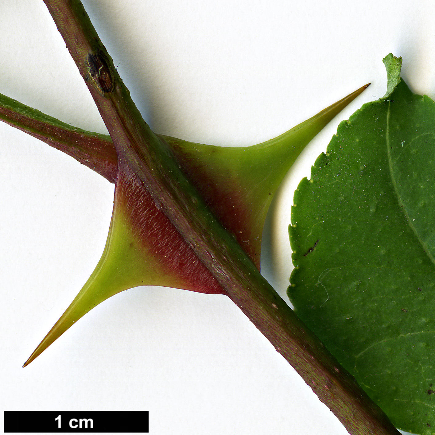 High resolution image: Family: Rutaceae - Genus: Zanthoxylum - Taxon: piperitum