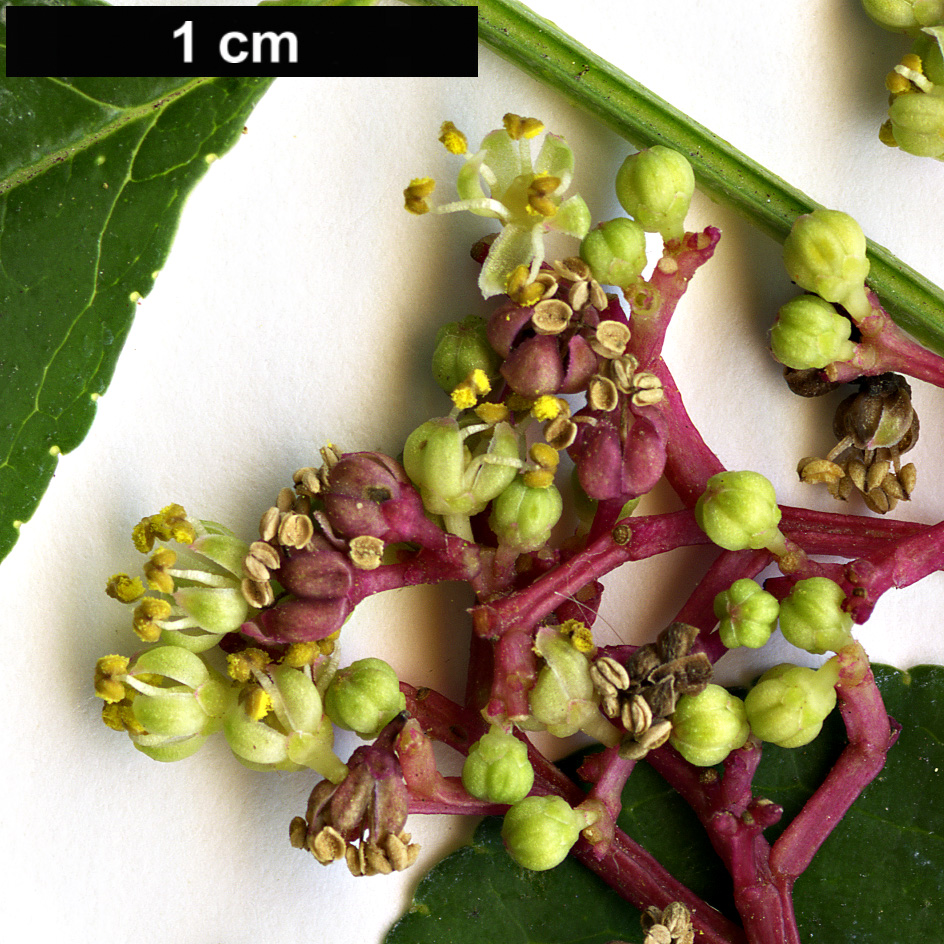 High resolution image: Family: Rutaceae - Genus: Zanthoxylum - Taxon: schinifolium