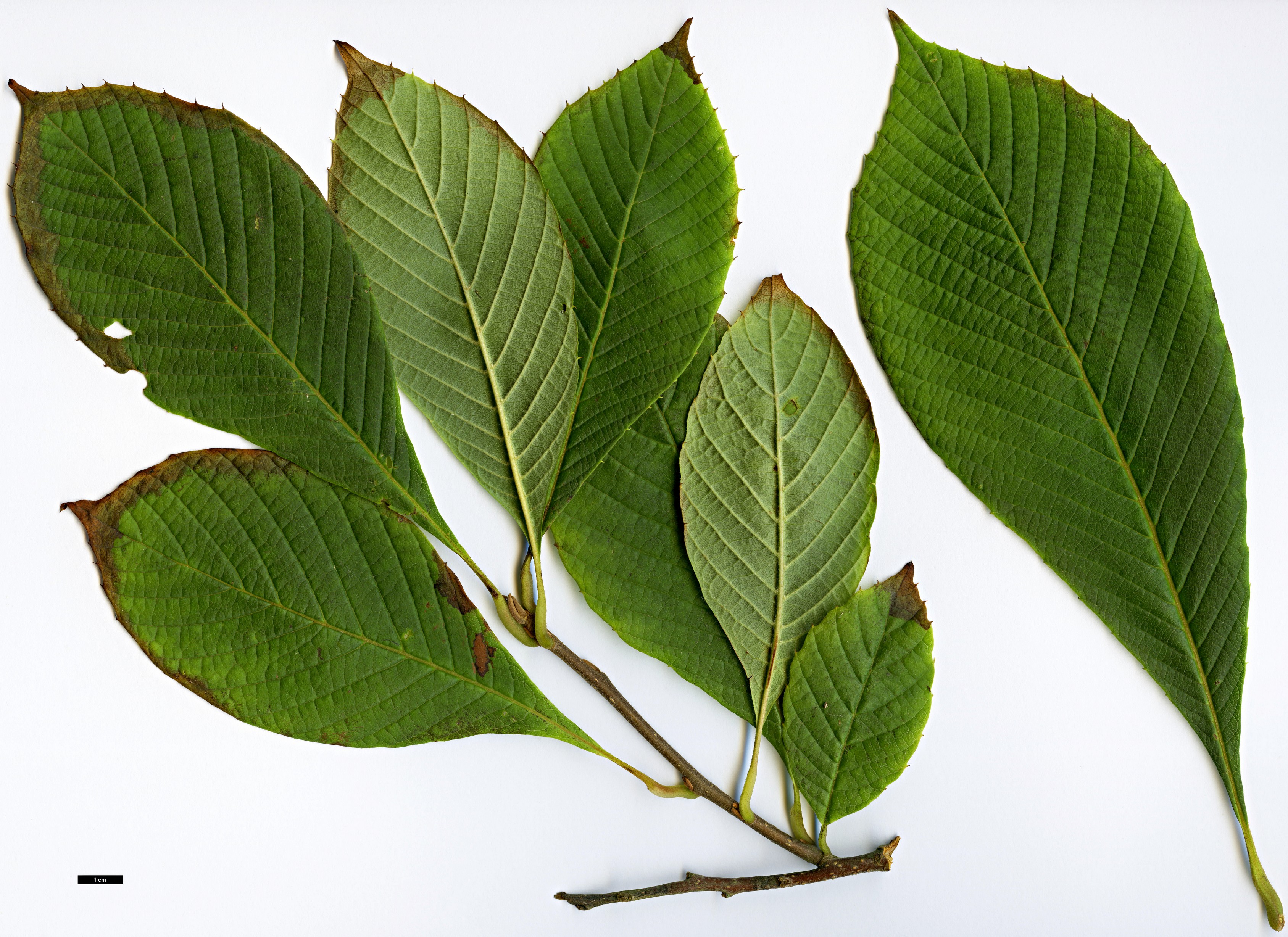 High resolution image: Family: Sabiaceae - Genus: Meliosma - Taxon: cuneifolia