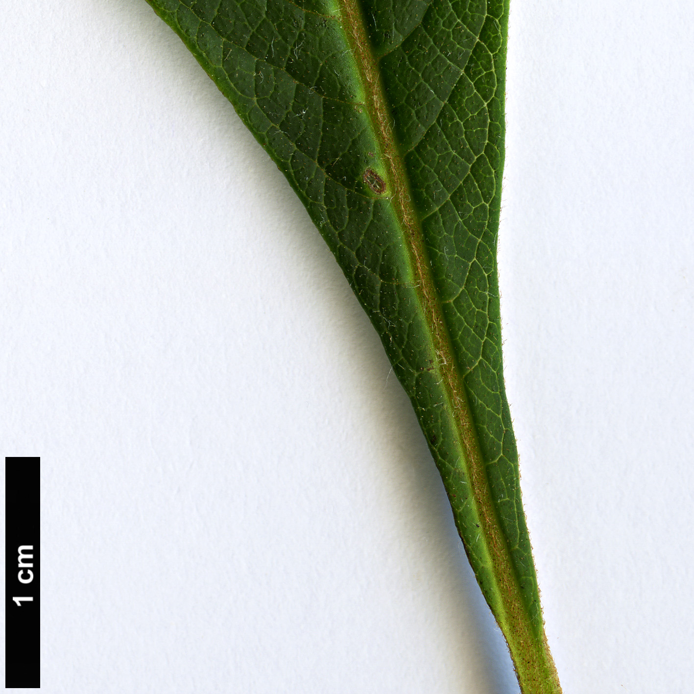 High resolution image: Family: Sabiaceae - Genus: Meliosma - Taxon: cuneifolia