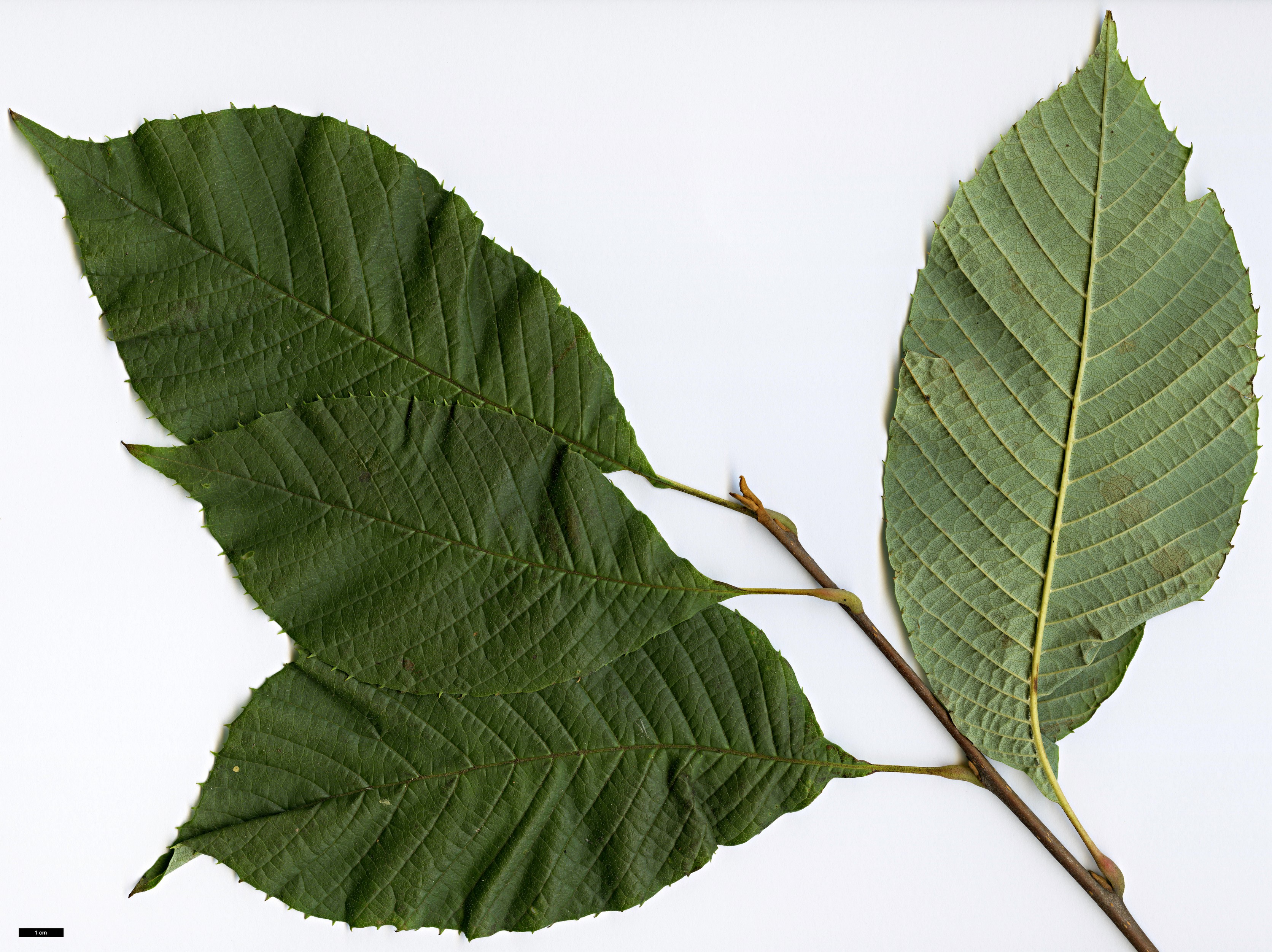 High resolution image: Family: Sabiaceae - Genus: Meliosma - Taxon: cuneifolia